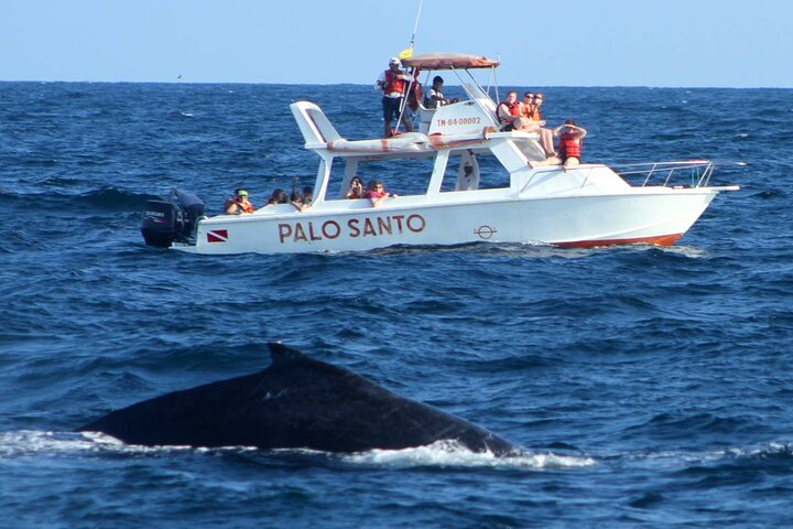 Whale Watching Tour in Samana Bay with Lunch - Photo 1 of 8